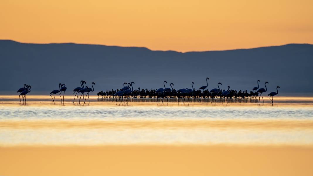 Tuz Gölü, 5 bin yavru flamingoya ev sahipliği yapıyor 7